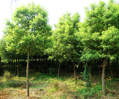 欒樹(shù)苗木市場(chǎng)價(jià)格解析與永誠(chéng)園林上海欒樹(shù)種植優(yōu)勢(shì)